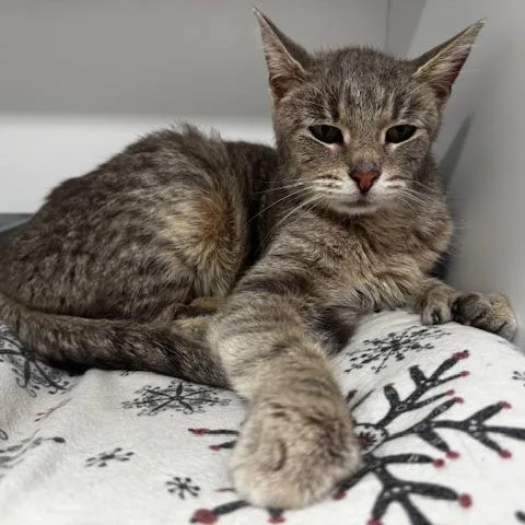 A young medium-sized female Gray / Blue / Silver Extra-Toes Cat / Hemingway Polydactyl cat named Lyla for adoption in Defiance, OH