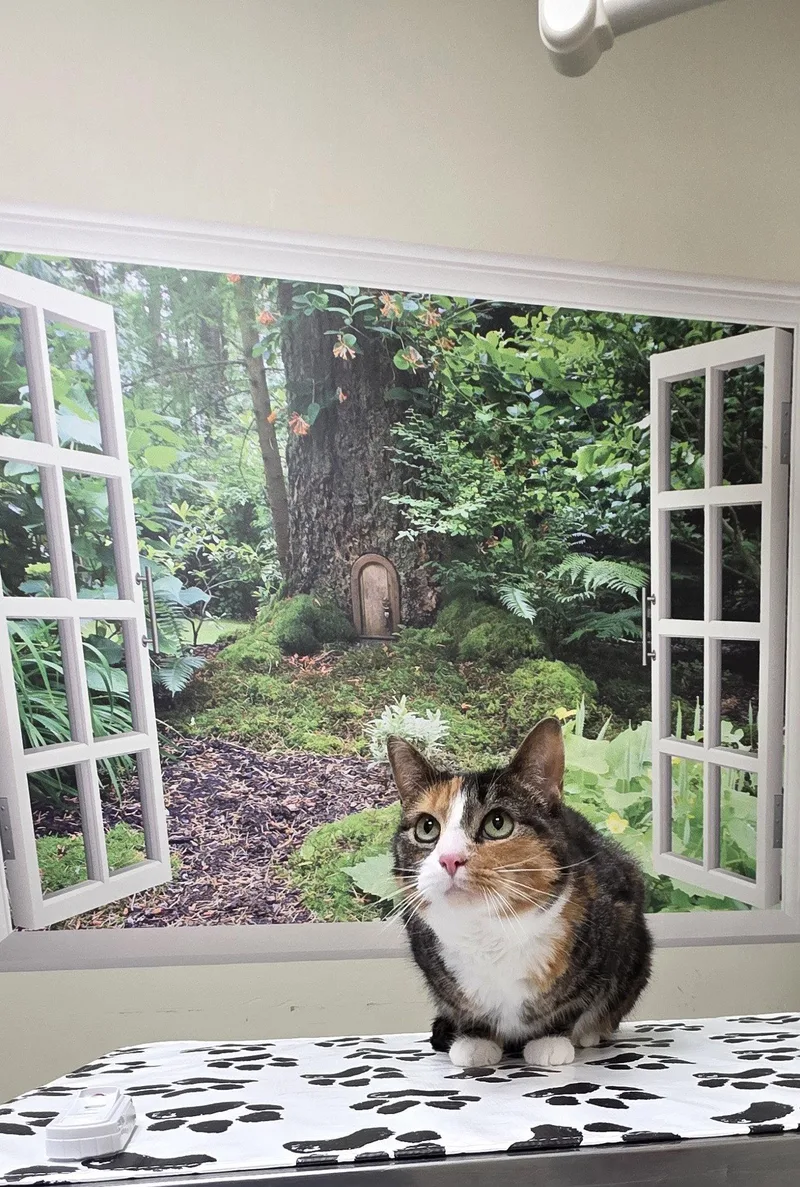 An adult medium-sized female Domestic Short Hair cat named Kit Kat for adoption in Lancaster, PA