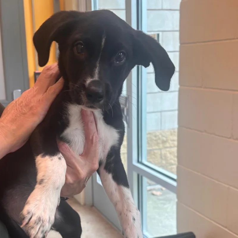 A baby medium-sized male Black Mixed Breed dog named Lee for adoption in Norman, OK