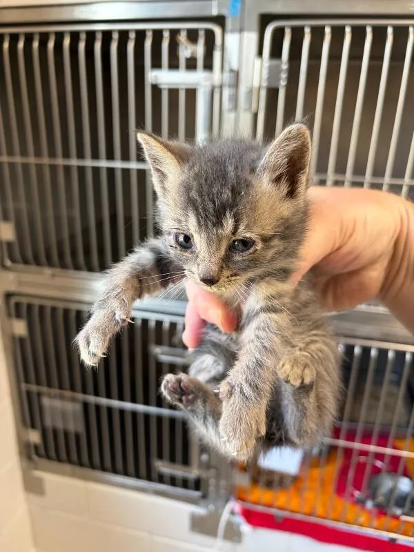 An adult medium-sized female Tabby (Gray / Blue / Silver) Domestic Short Hair cat named Gordita for adoption in Providence Forge, VA