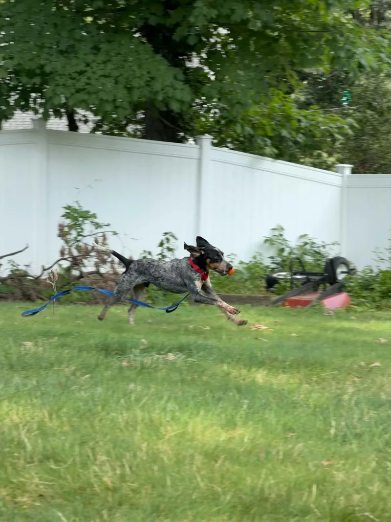 An adult medium-sized male Bluetick Coonhound dog named Davy Crockett for adoption in Succasunna, NJ