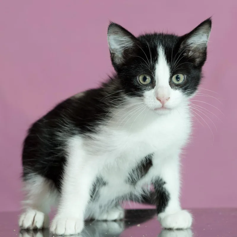 A baby small-sized female Black Domestic Short Hair cat named Leila for adoption in Forest Park, IL