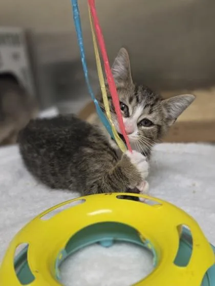 A baby small-sized male Domestic Short Hair cat named Push Pop for adoption in Westland, MI