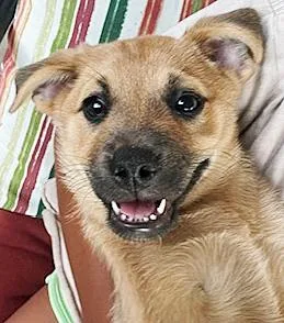 A baby medium-sized male Australian Shepherd dog named Jack for adoption in Poway, CA