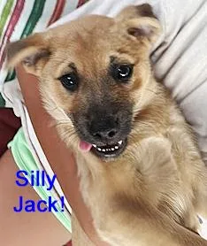 Jack thumbnail 5