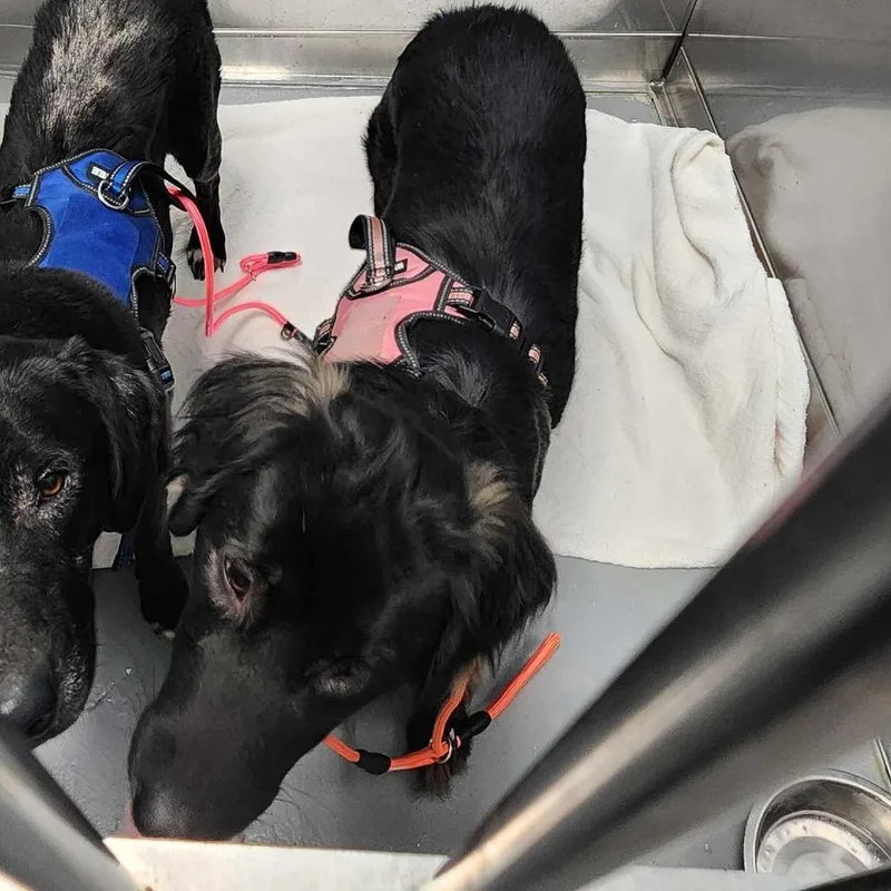 An adult medium-sized female Black Mixed Breed dog named Miss Sippy for adoption in Davenport, IA