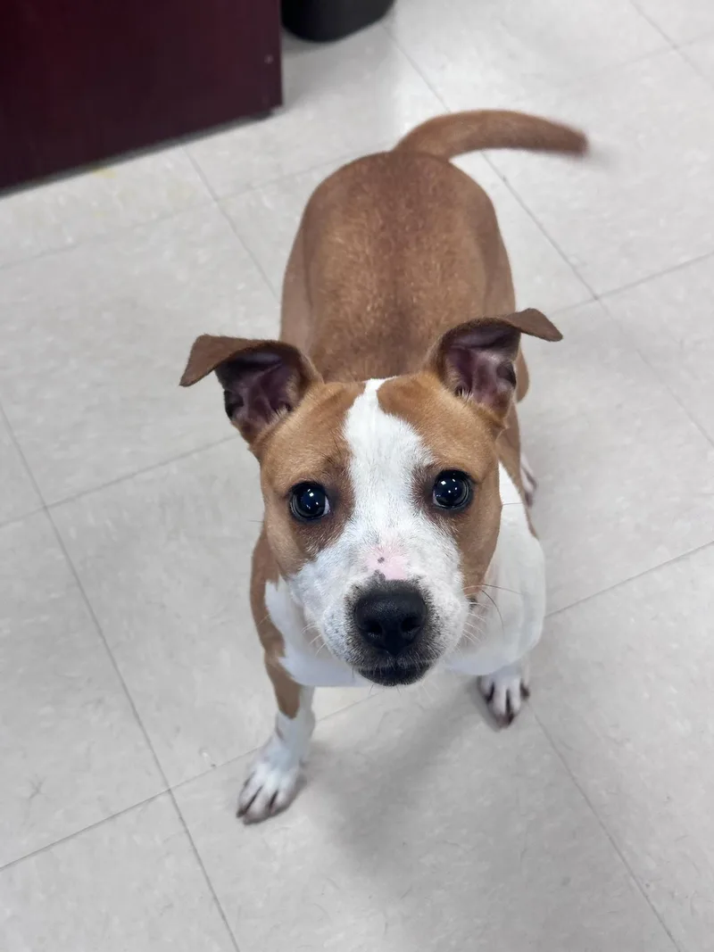 An adult small-sized male Brown / Chocolate Hound dog named Wrenly for adoption in Clayton, NJ