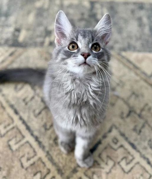 A young medium-sized male Tabby cat named Tony for adoption in Garner, NC