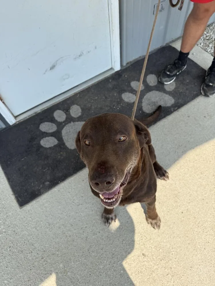 An adult large-sized male Labrador Retriever dog named Milford for adoption in Evansville, IN
