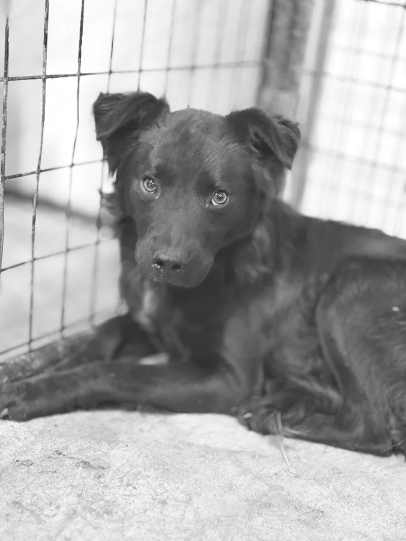 A young medium-sized male Black Labrador Retriever dog named Ricky for adoption in Brazil, IN