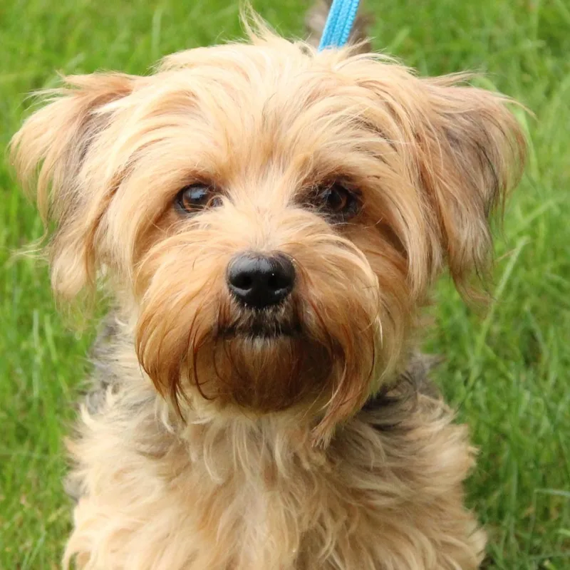 An adult small-sized female Yorkshire Terrier dog named Fancy for adoption in Eaton, OH