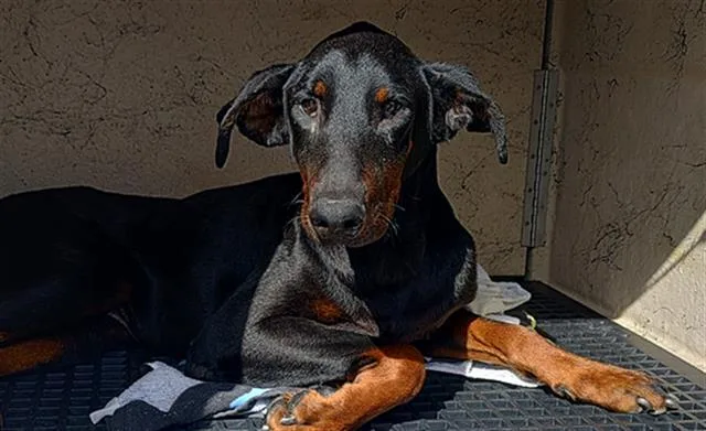 An adult large-sized male Doberman Pinscher dog named Bob for adoption in Fort Lauderdale, FL
