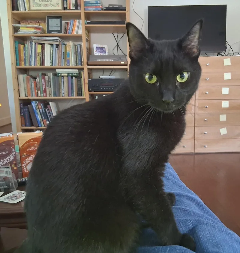 A young medium-sized male Black Bombay cat named Tail for adoption in Houston, TX