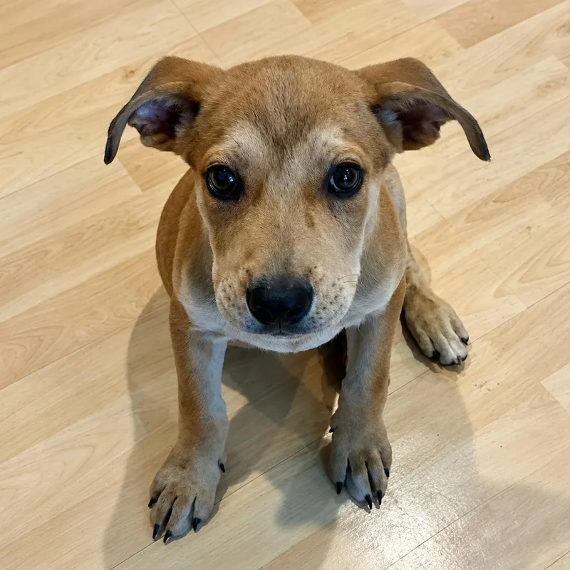A baby medium-sized male Yellow / Tan / Blond / Fawn Labrador Retriever dog named Orgegano for adoption in Myrtle Beach, SC