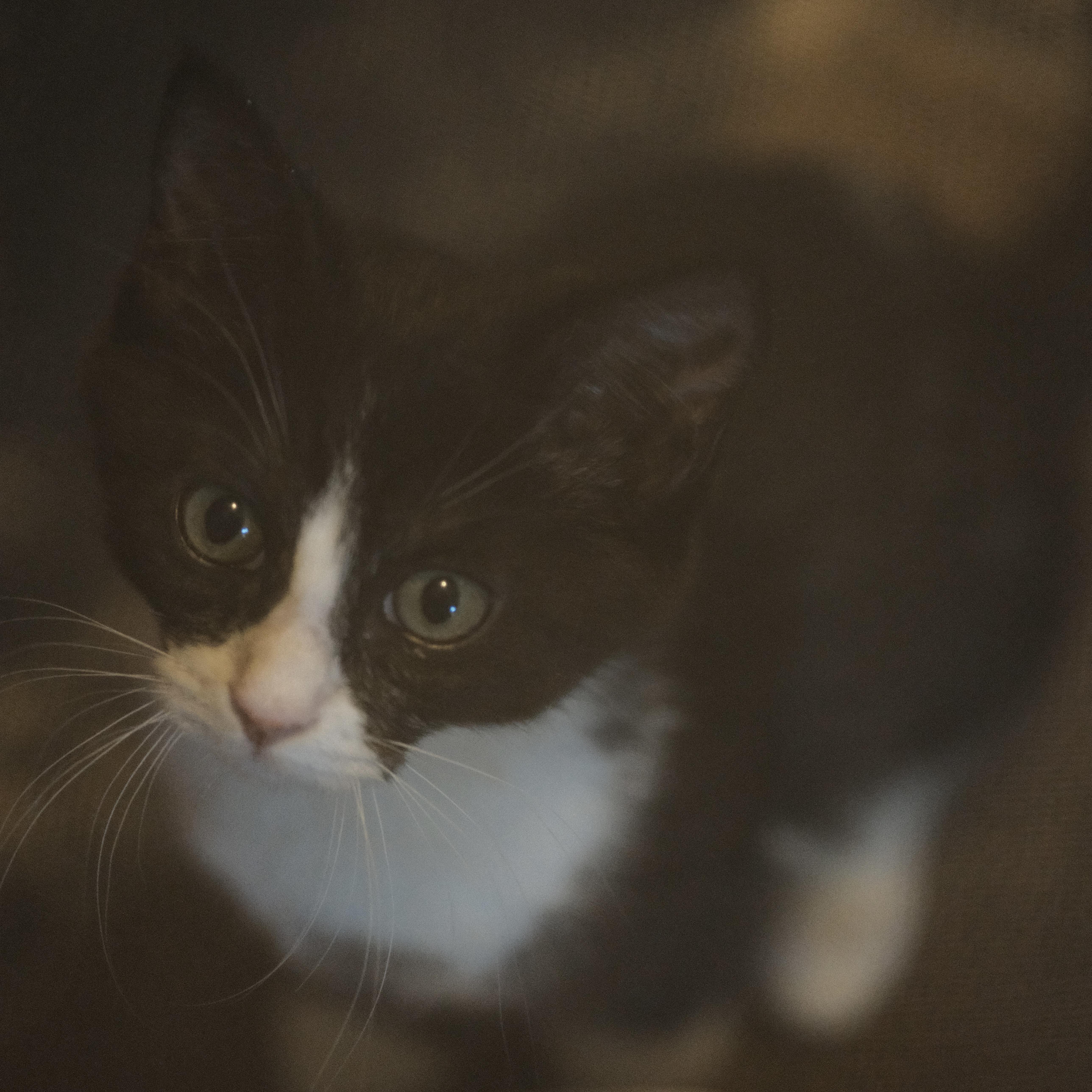 A baby medium-sized female Black Domestic Short Hair cat named Minnie for adoption in Puyallup, WA