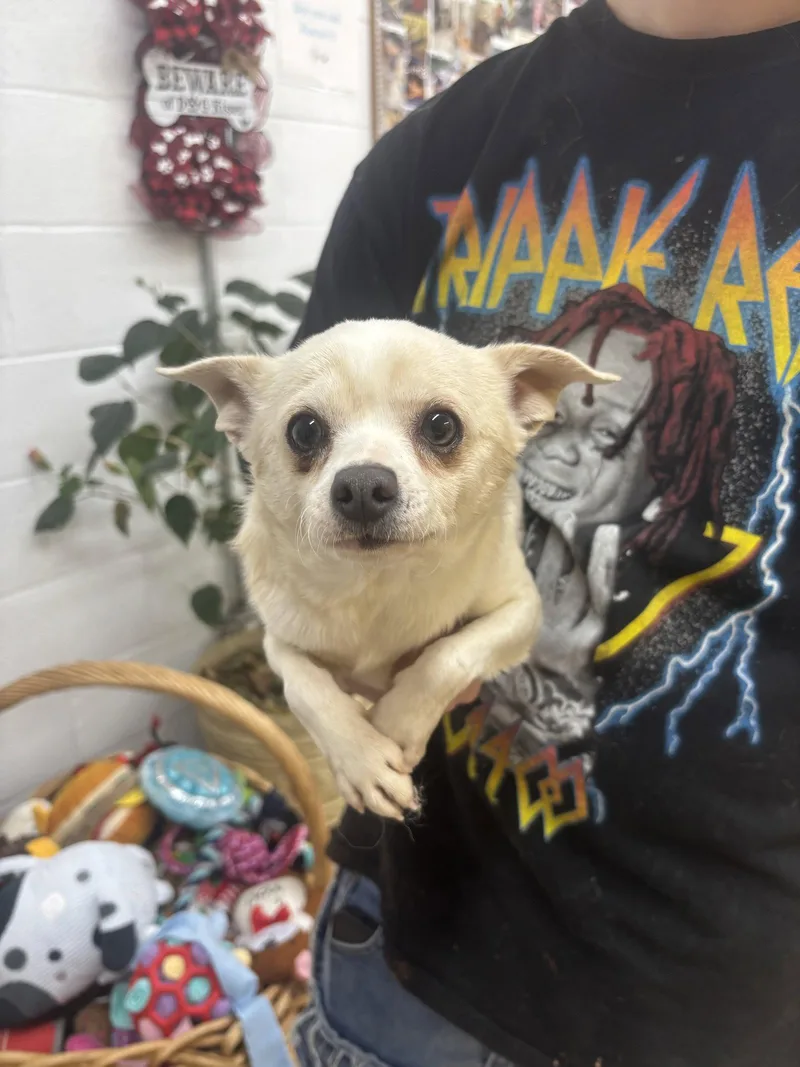 An adult small-sized male Chihuahua dog named Brain for adoption in York, SC