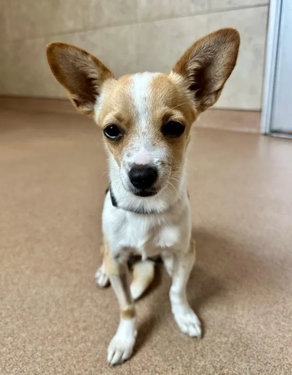 A young small-sized female Chihuahua dog named Pliny for adoption in Santa Rosa, CA