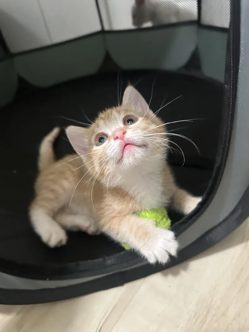 A baby small-sized female Domestic Short Hair cat named Summer for adoption in Long Beach, CA