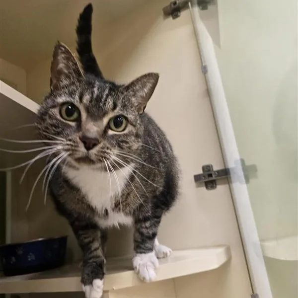 A senior large-sized female Tabby (Brown / Chocolate) Domestic Short Hair cat named Pebbles for adoption in Prince Frederick, MD