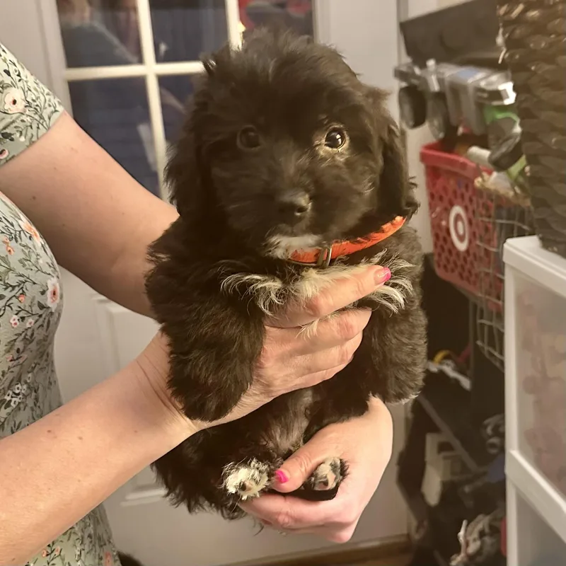 A baby medium-sized female Black Miniature Poodle dog named Dolly for adoption in Hillsborough, NJ