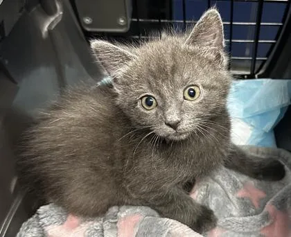 A young small-sized male Domestic Medium Hair cat named B Cinder for adoption in North Charleston, SC