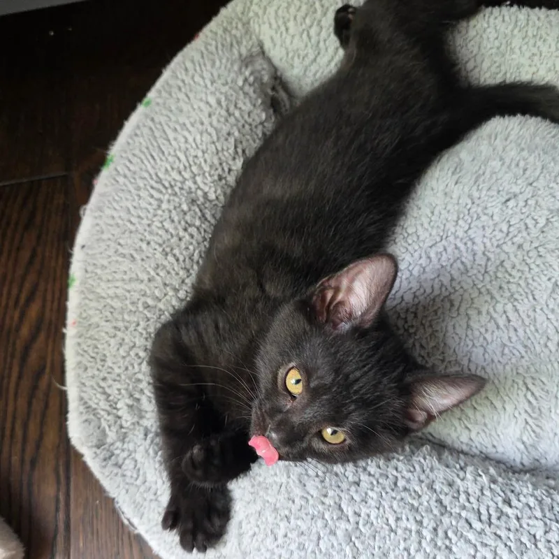 A baby small-sized male Black Domestic Medium Hair cat named Rhysand for adoption in Kansas City, MO