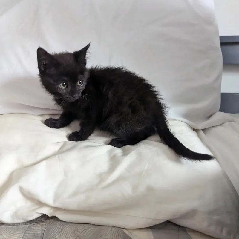 A young medium-sized male Black Domestic Short Hair cat named Bingo for adoption in Stanley, NC