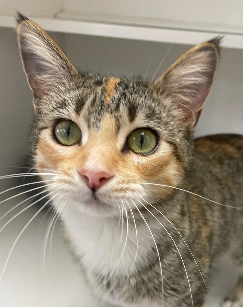 A young medium-sized female Dilute Tortoiseshell Domestic Short Hair cat named Mia for adoption in Neillsville, WI