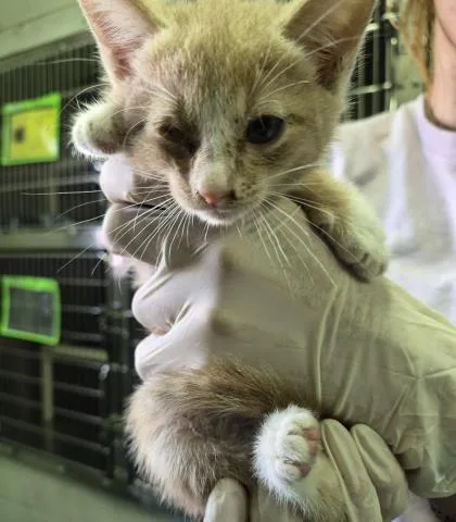 A baby small-sized male Domestic Short Hair cat named Binx for adoption in Pensacola, FL
