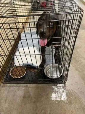 An adult medium-sized male Pointer dog named Scooby for adoption in Texas City, TX