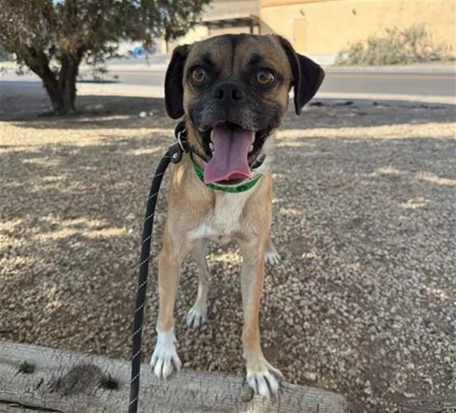 A young small-sized male Pug dog named Flapjack for adoption in Phoenix, AZ
