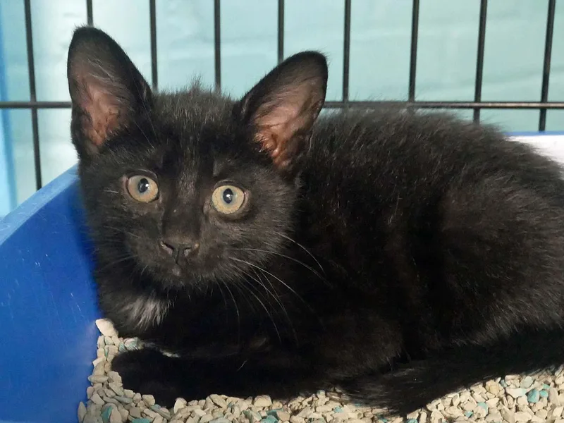 A baby small-sized male Black & White / Tuxedo Tuxedo cat named Brunson for adoption in Bloomingdale, NJ