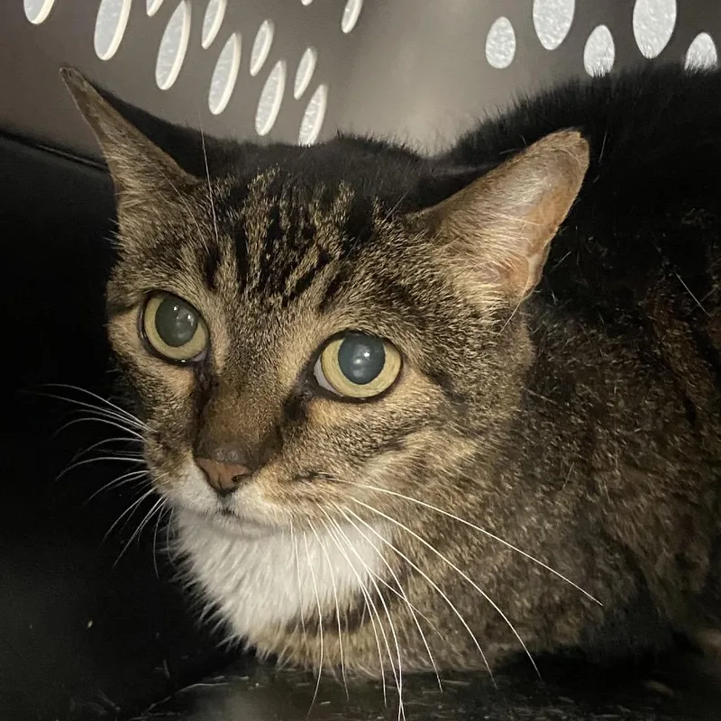 A senior medium-sized female Domestic Short Hair cat named Blinky for adoption in Allentown, PA
