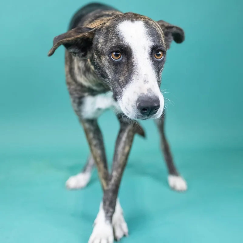An adult medium-sized male Brindle Mixed Breed dog named Merlina for adoption in Portland, OR