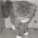 A senior extra large-sized female Gray / Blue / Silver Domestic Long Hair cat named London for adoption in Reno, NV