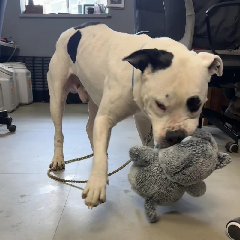 Kintsugi thumbnail 5