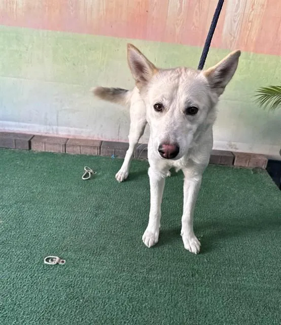 A young medium-sized female Siberian Husky dog named Nova for adoption in Baldwin Park, CA