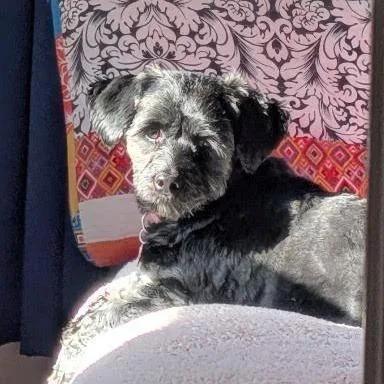 An adult small-sized female Black Miniature Poodle dog named Sally for adoption in Alma, WI