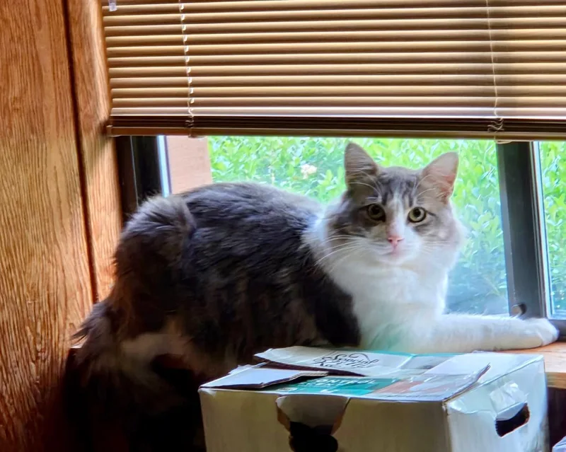 An adult medium-sized male Gray & White Domestic Short Hair cat named Husky for adoption in Pasco, WA