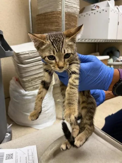 A baby small-sized male Domestic Short Hair cat named Pickle for adoption in Riverside, CA