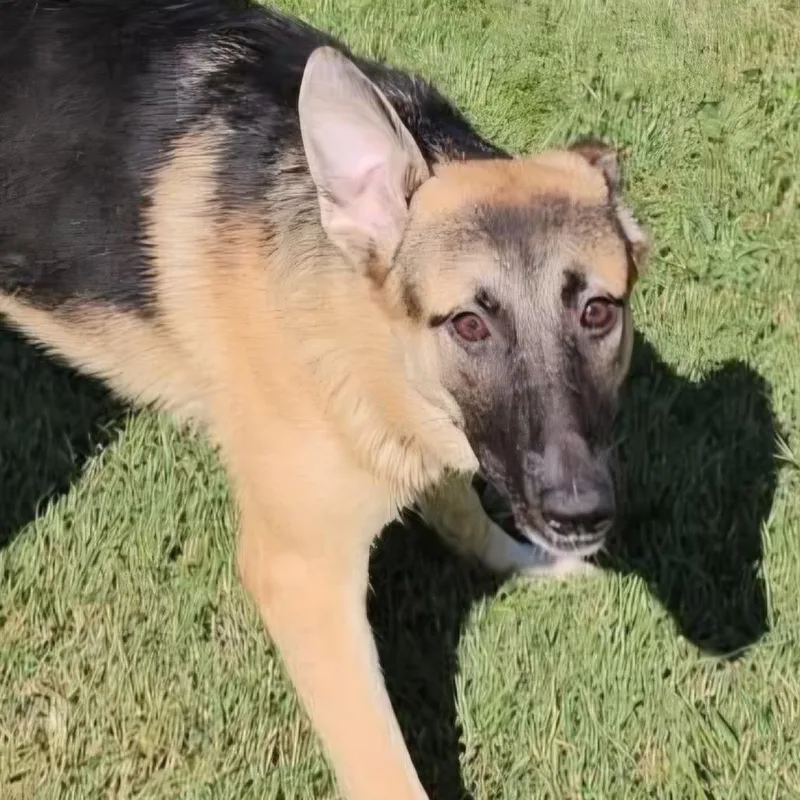An adult small-sized female Black German Shepherd Dog dog named Mulan for adoption in Lynchburg, VA