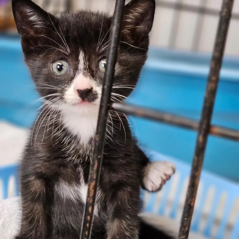 A baby small-sized female Domestic Short Hair cat named Poppi for adoption in Wadena, MN