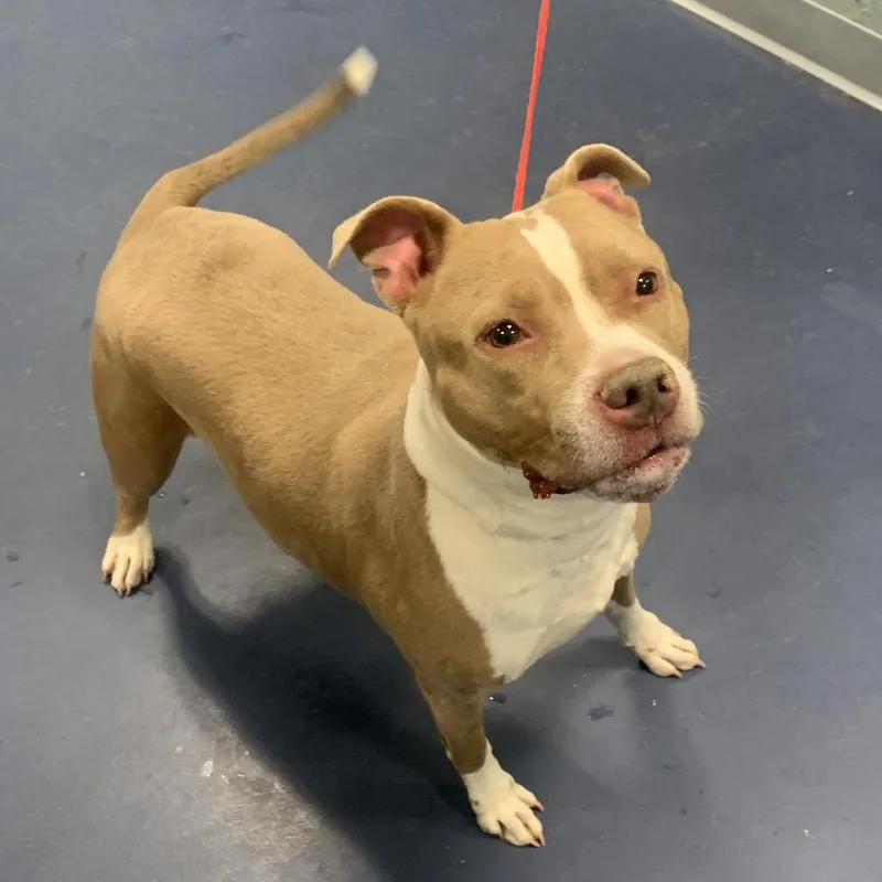A senior medium-sized female Brown / Chocolate Pit Bull Terrier dog named Legacy for adoption in Greensboro, NC