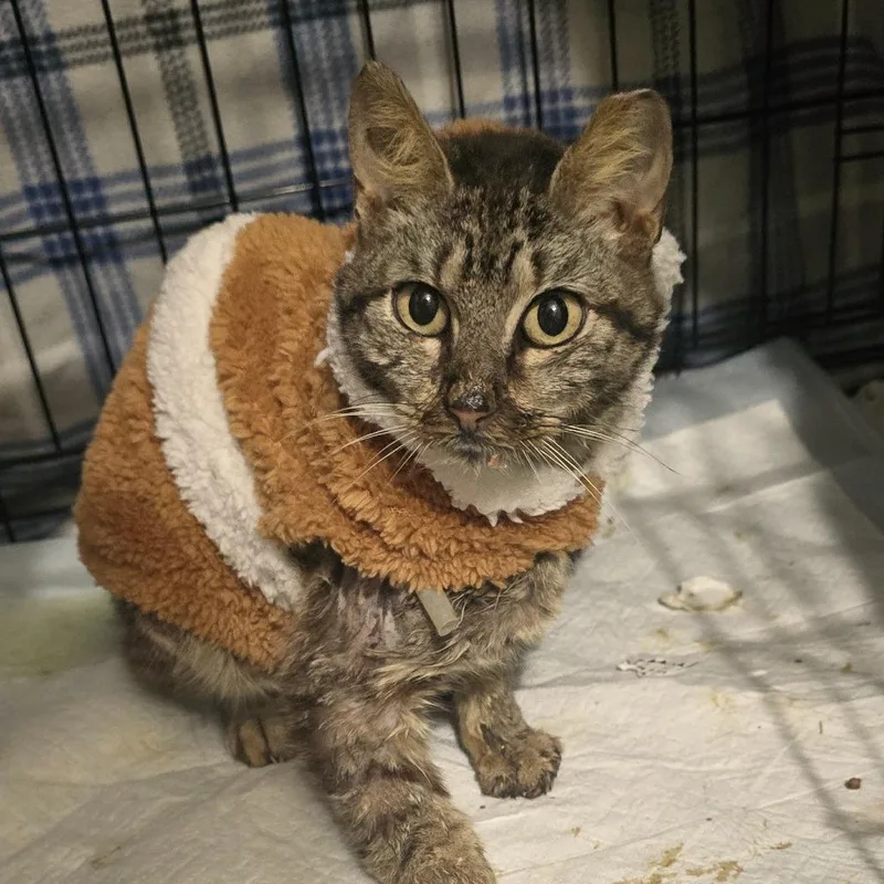 A young small-sized female Brown / Chocolate Domestic Short Hair cat named Minnie Miracle for adoption in Austin, TX