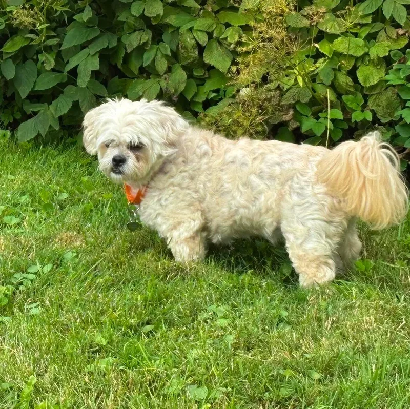 Luna Maltese