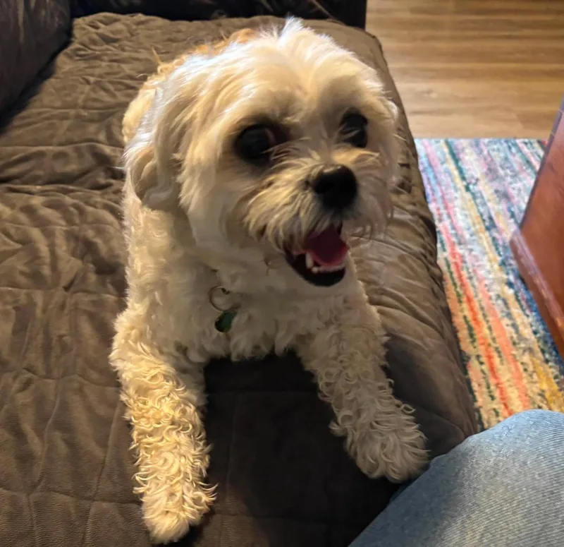 Luna Maltese thumbnail 2