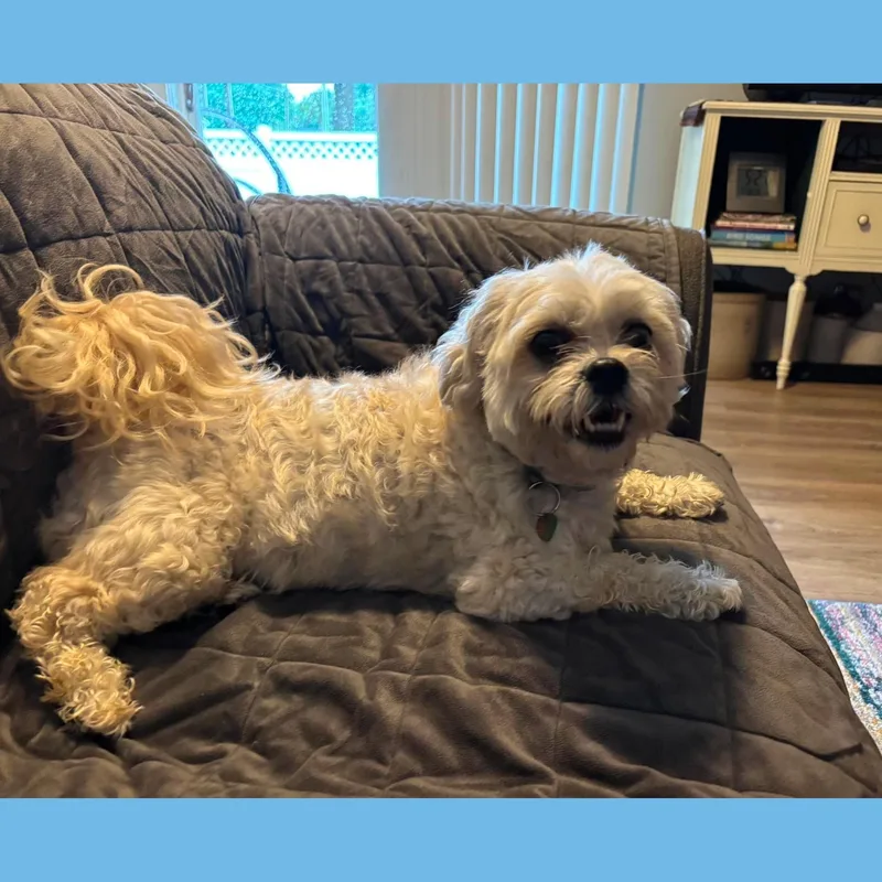 Luna Maltese thumbnail 3