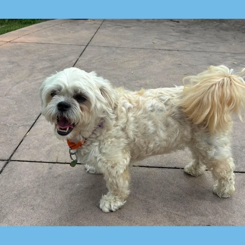 Luna Maltese thumbnail 4