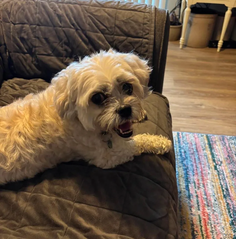 Luna Maltese thumbnail 5