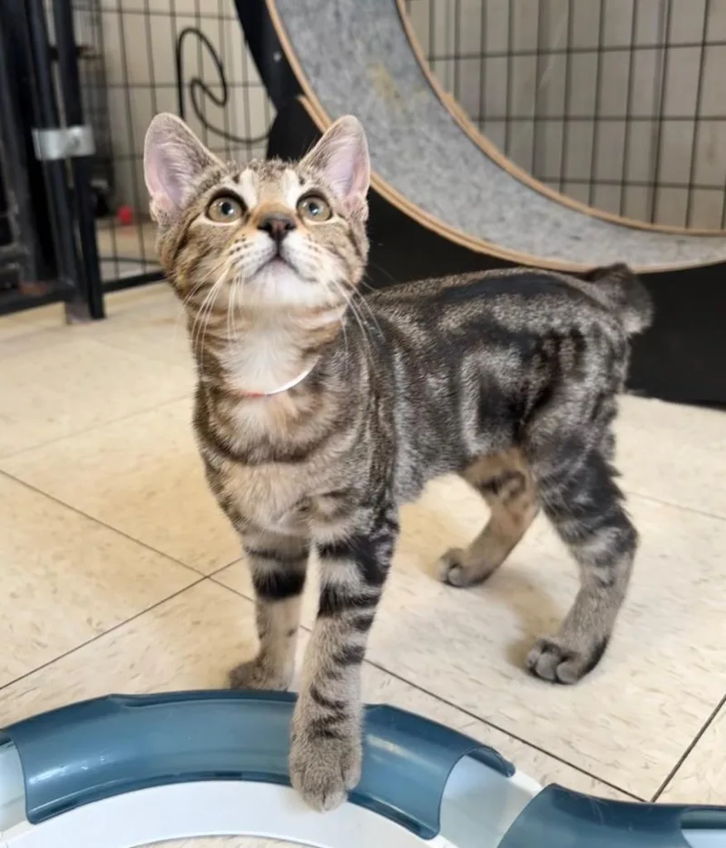 A baby small-sized female Domestic Short Hair cat named Kala for adoption in Lemoore, CA